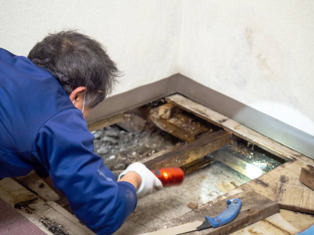 Best Mold Remediation Services  in Red Bud, IL