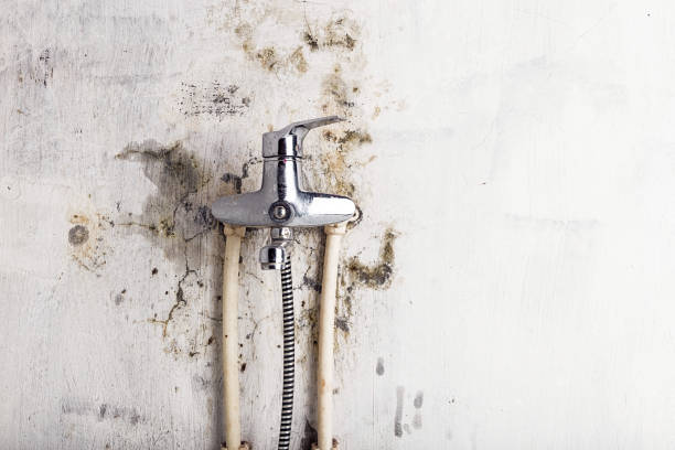 Best Office Mold Removal Services  in Red Bud, IL