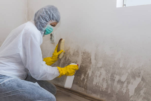 Best Home Mold Removal  in Red Bud, IL