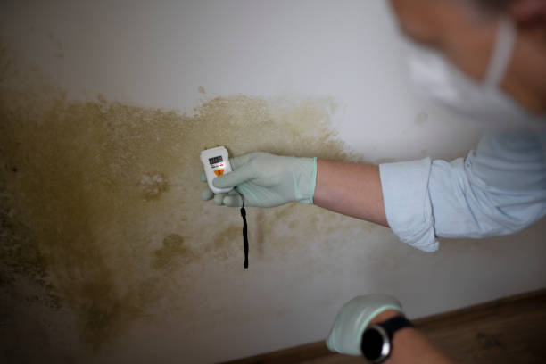Best Black Mold Removal  in Red Bud, IL