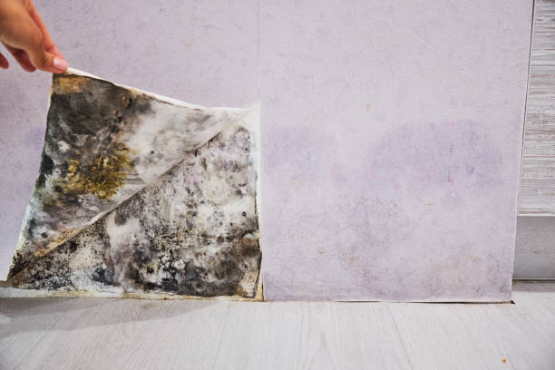 Reliable Red Bud, IL Mold Removal Solutions